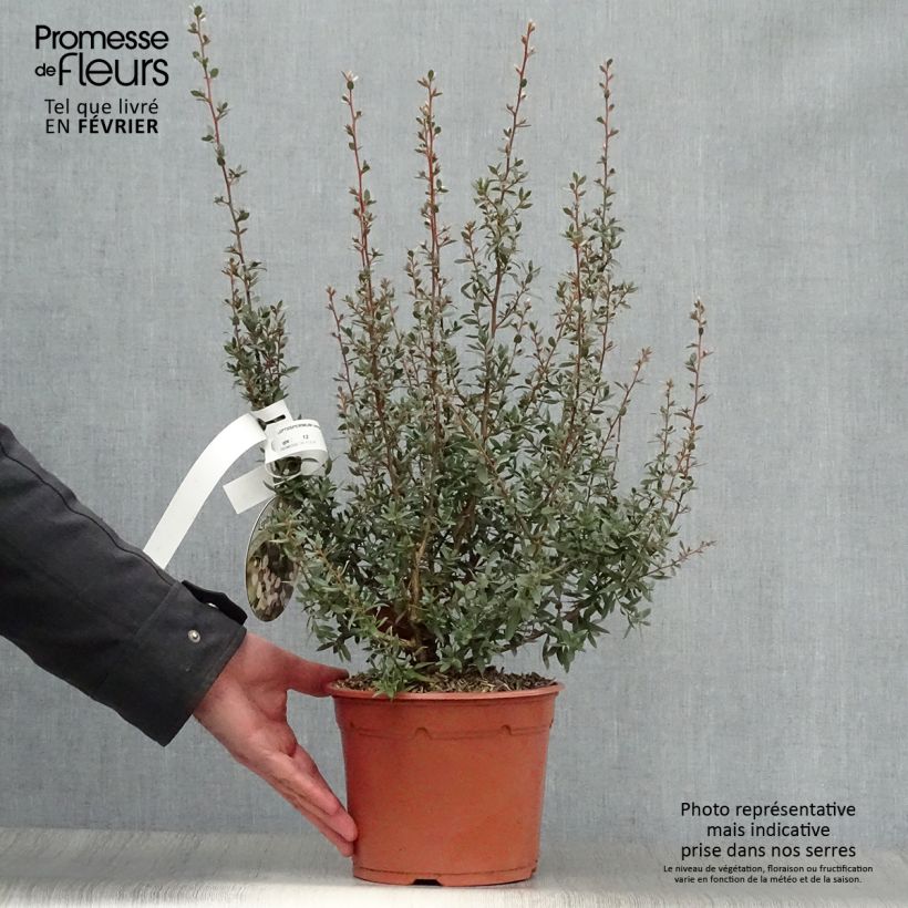 Leptospermum lanigerum Silver Sheen - árbol del té lanudo Maceta 2L/3L Ejemplar entregado en invierno