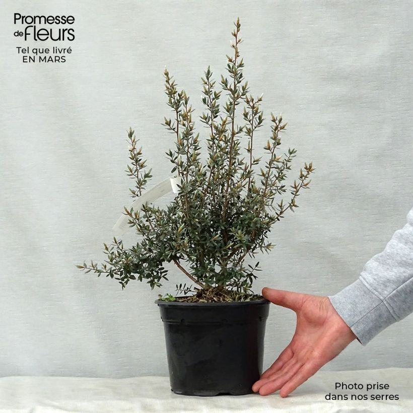 Leptospermum lanigerum Silver Sheen - árbol del té lanudo Maceta 2L/3L Ejemplar entregado en la primavera
