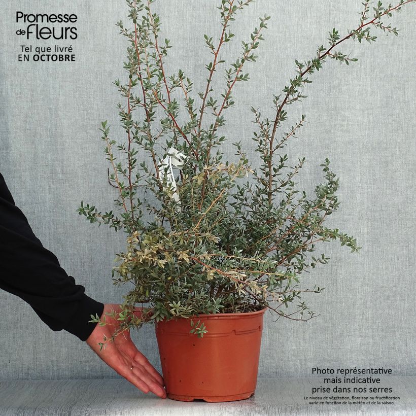 Ejemplar de Leptospermum lanigerum Silver Sheen - árbol del té lanudo Maceta 2L/3L entregado en otoño