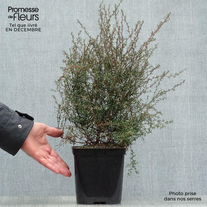 Leptospermum scoparium Wiri Kerry Maceta 2L/3L Ejemplar entregado en invierno