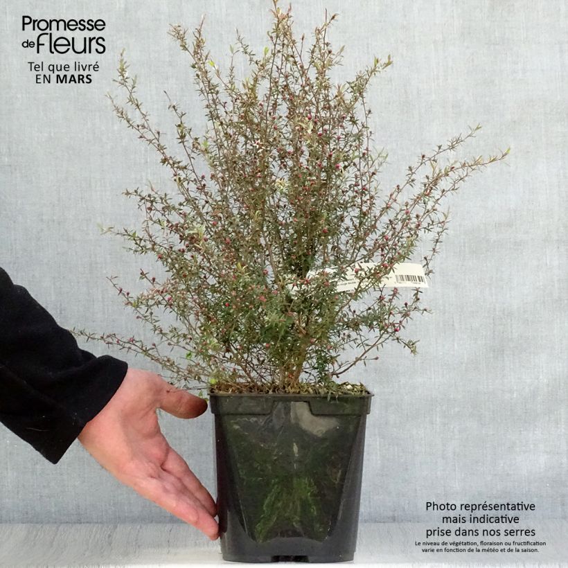 Leptospermum scoparium Wiri Kerry Maceta 2L/3L Ejemplar entregado en la primavera