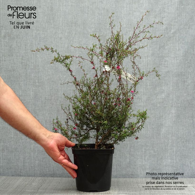 Ejemplar de Leptospermum scoparium Wiri Kerry Maceta 2L/3L entregado en verano