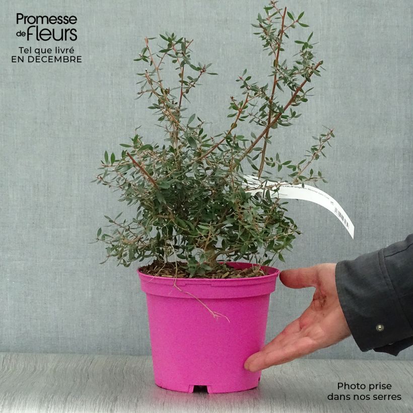 Leptospermum lanigerum Mesmer Eyes - árbol del té lanudo Maceta 2L/3L Ejemplar entregado en invierno