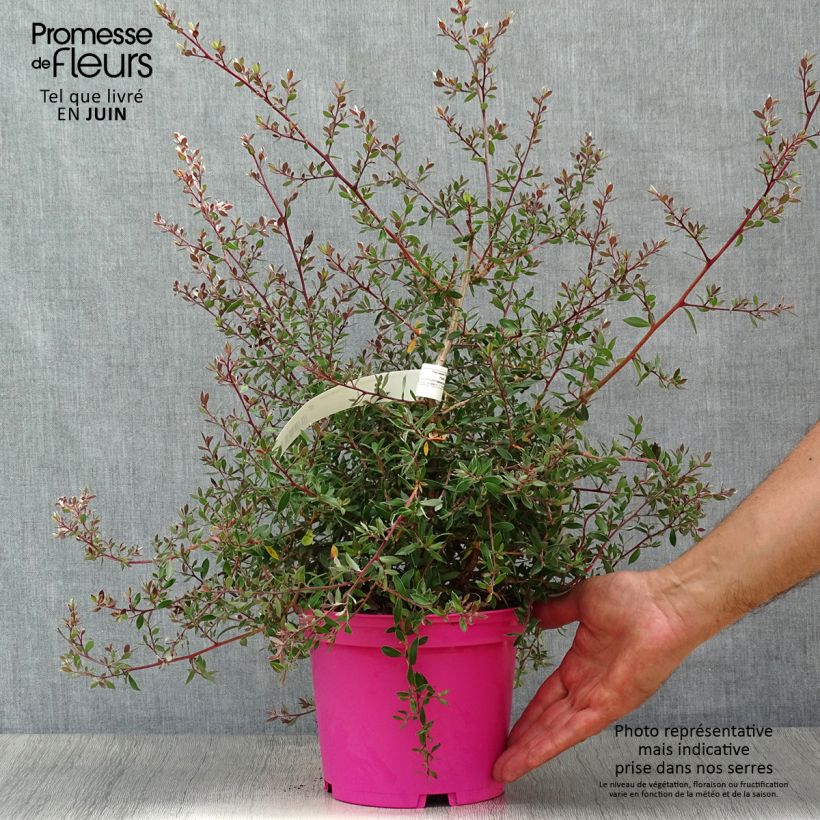 Ejemplar de Leptospermum lanigerum Mesmer Eyes - árbol del té lanudo Maceta 2L/3L entregado en verano