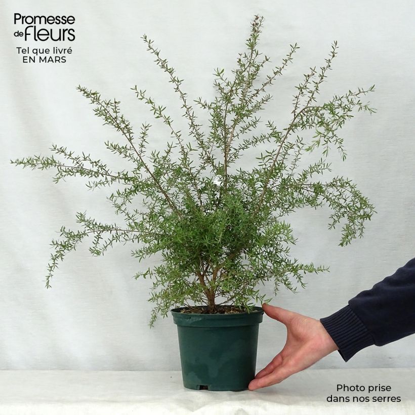 Leptospermum scoparium blanco Maceta 2L/3L Ejemplar entregado en la primavera