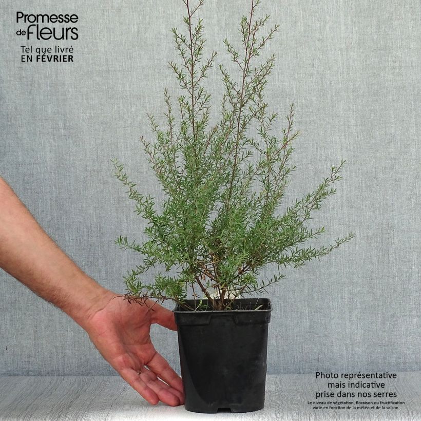 Ejemplar de Leptospermum scoparium Crimson Glory Maceta 3L/4L entregado en otoño