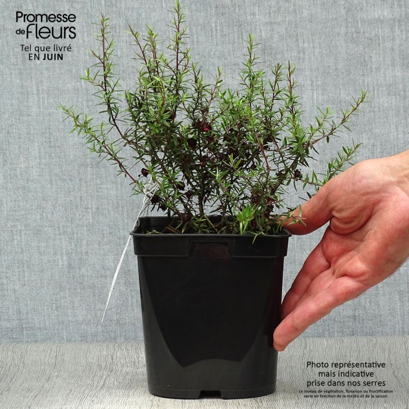 Ejemplar de Leptospermum scoparium Crimson Glory Maceta 3L/4L entregado en verano