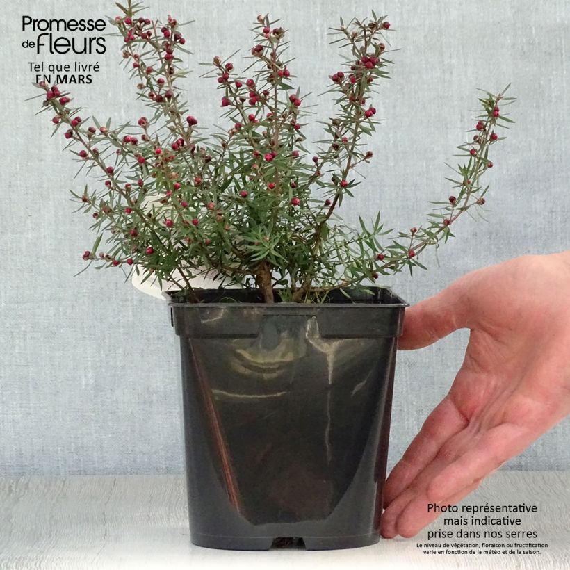 Leptospermum scoparium Crimson Glory Maceta 3L/4L Ejemplar entregado en la primavera