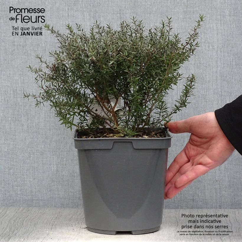 Leptospermum scoparium Crimson Glory Maceta 3L/4L Ejemplar entregado en invierno