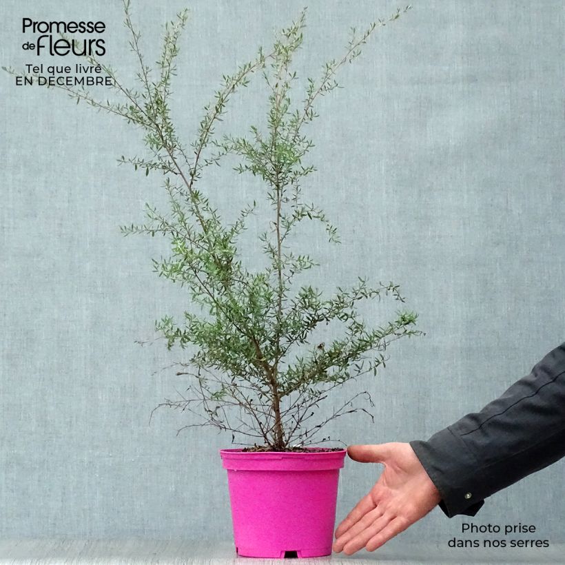 Leptospermum scoparium Martini Maceta 2L/3L Ejemplar entregado en invierno