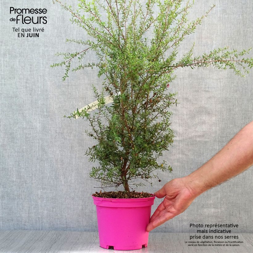 Ejemplar de Leptospermum scoparium Martini Maceta 2L/3L entregado en verano