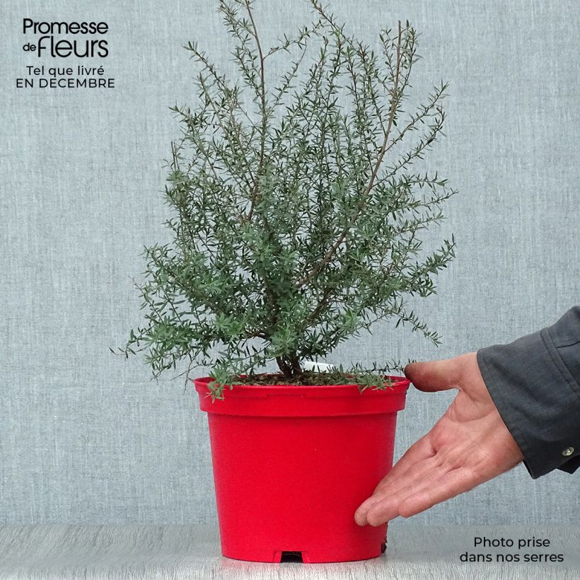 Leptospermum scoparium Red damask Maceta 3L/4L Ejemplar entregado en invierno