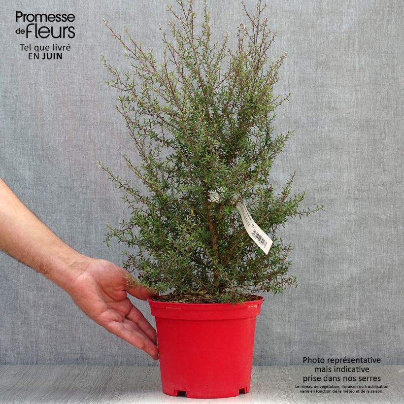 Ejemplar de Leptospermum scoparium Red damask Maceta 3L/4L entregado en verano