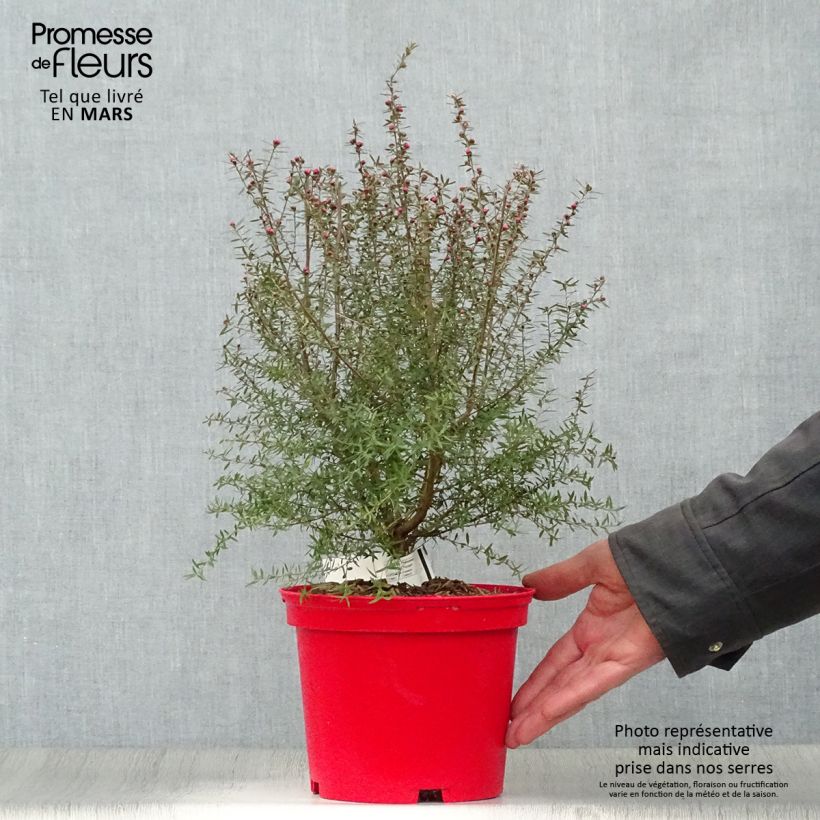 Leptospermum scoparium Red damask Maceta 3L/4L Ejemplar entregado en la primavera
