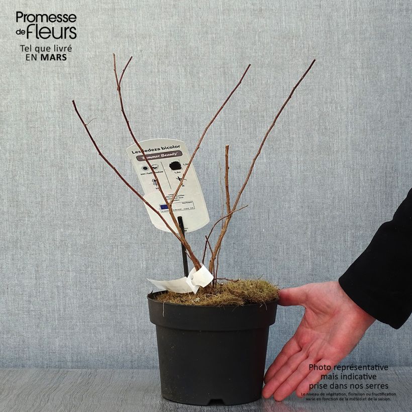 Lespedeza bicolor Summer Beauty - Trébol japonés Maceta 3L/4L Ejemplar entregado en invierno