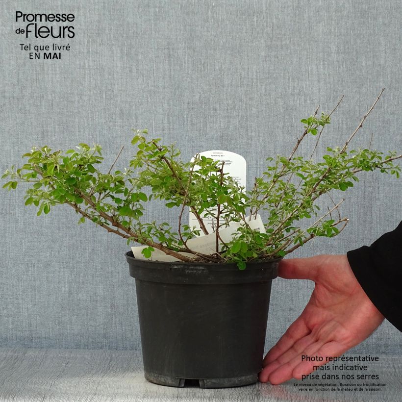 Lespedeza bicolor Yakushima - Trébol japonés Maceta 3L/4L Ejemplar entregado en la primavera
