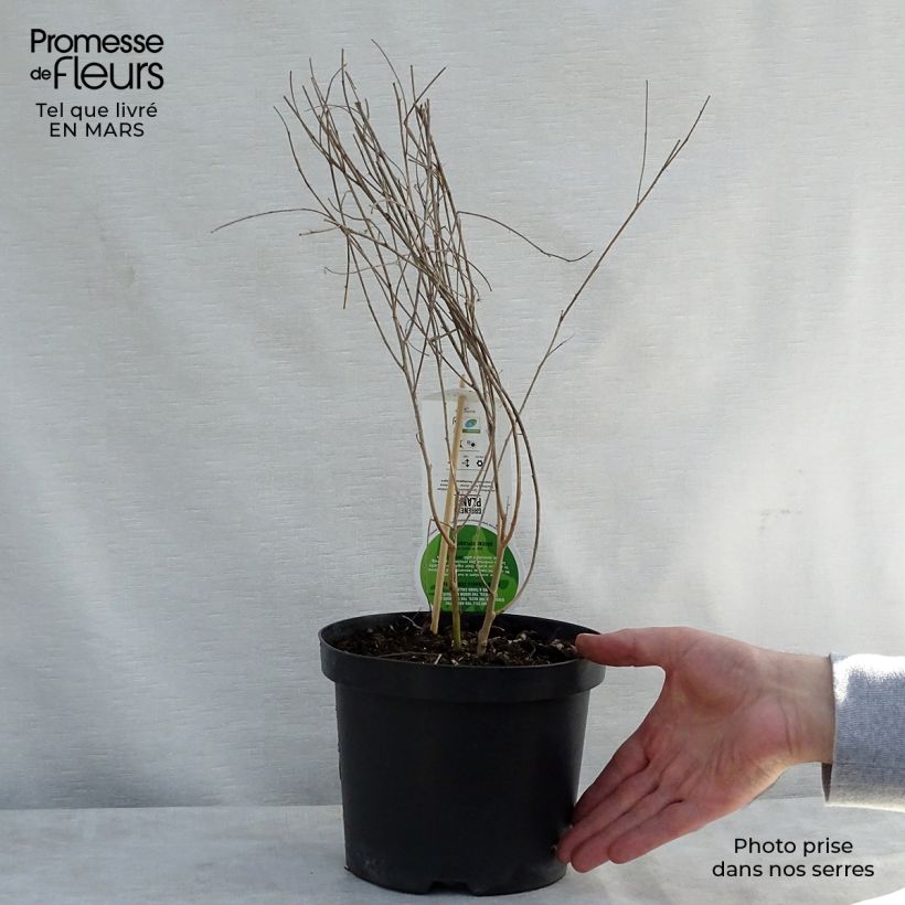 Lespedeza thunbergii Maceta 2L/3L Ejemplar entregado en la primavera