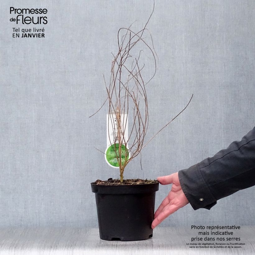 Lespedeza thunbergii Maceta 2L/3L Ejemplar entregado en invierno