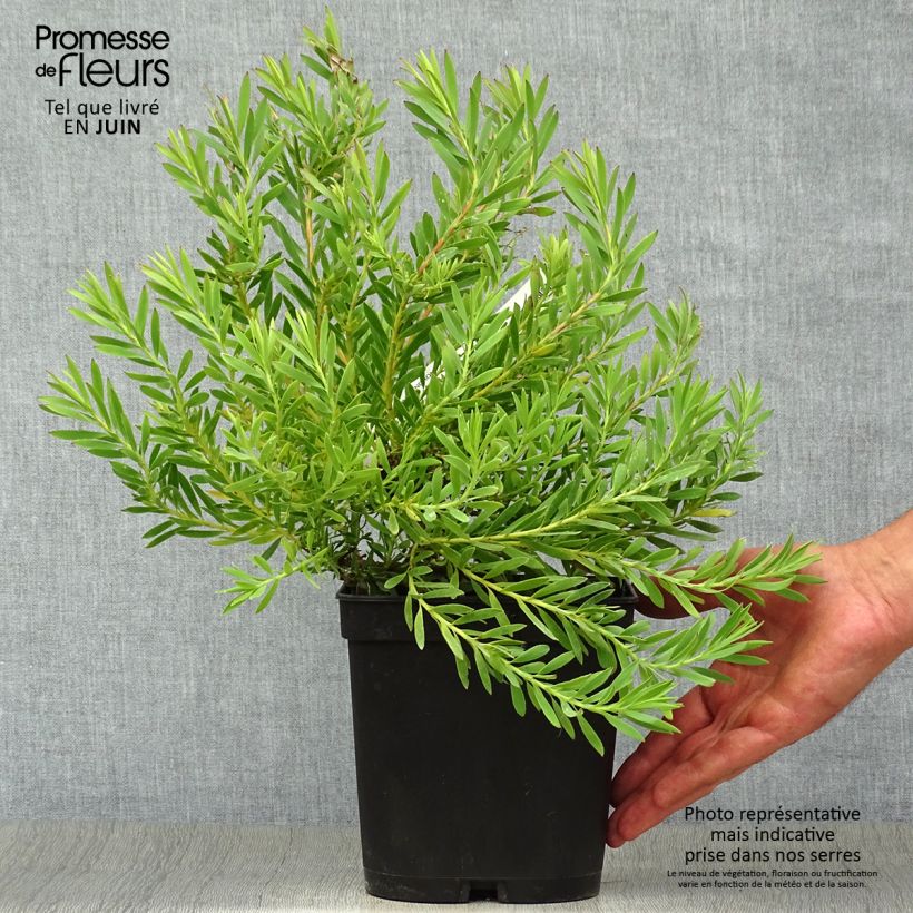 Ejemplar de Leucadendron salignum Cheeky Maceta 3L/4L entregado en verano