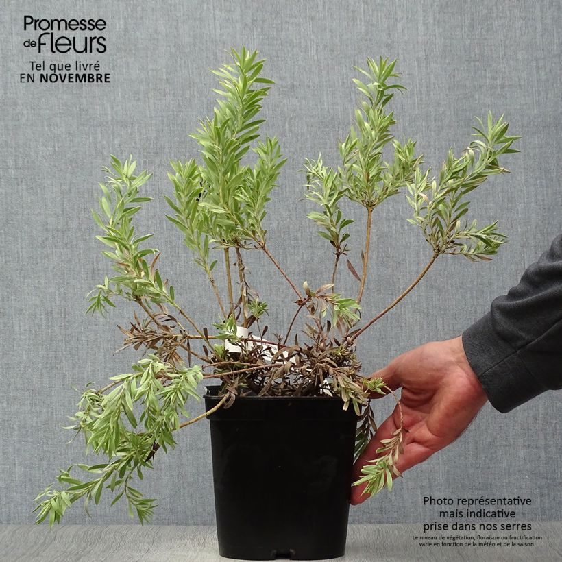 Ejemplar de Leucadendron salignum Cheeky Maceta 3L/4L entregado en otoño