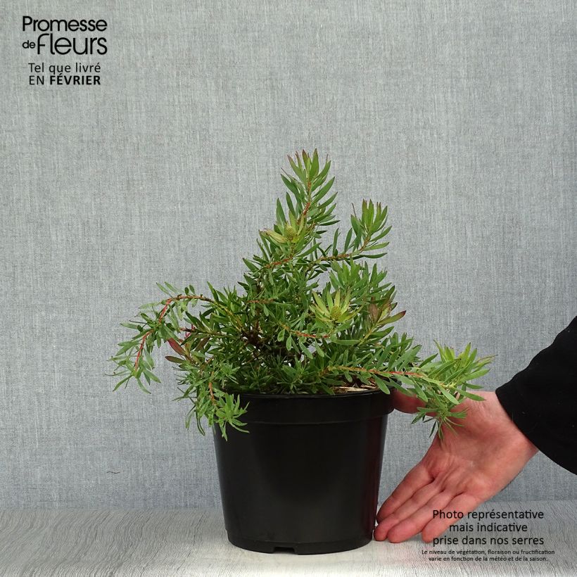 Leucadendron salignum Cheeky Maceta 3L/4L Ejemplar entregado en invierno