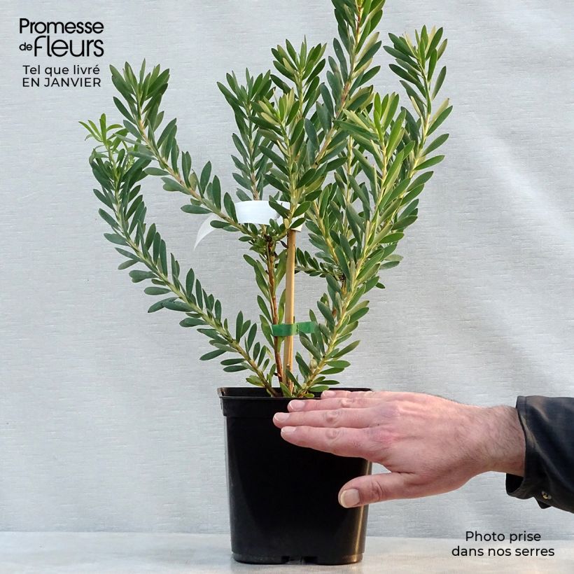 Leucadendron salignum Devil's Blush Maceta 3L/4L Ejemplar entregado en invierno