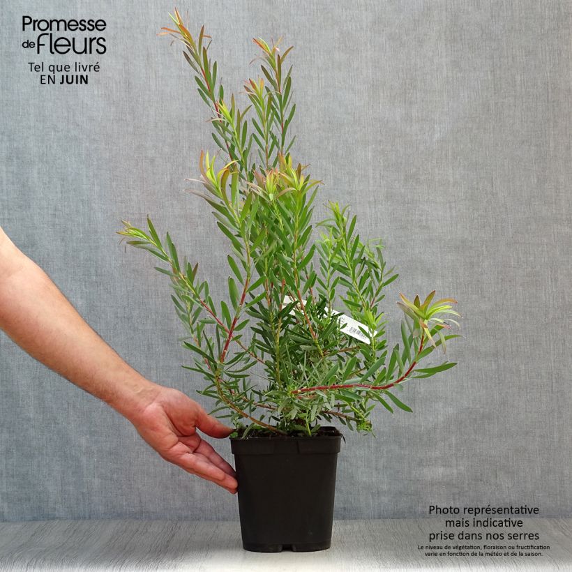Ejemplar de Leucadendron salignum Fireglow Maceta 3L/4L entregado en verano