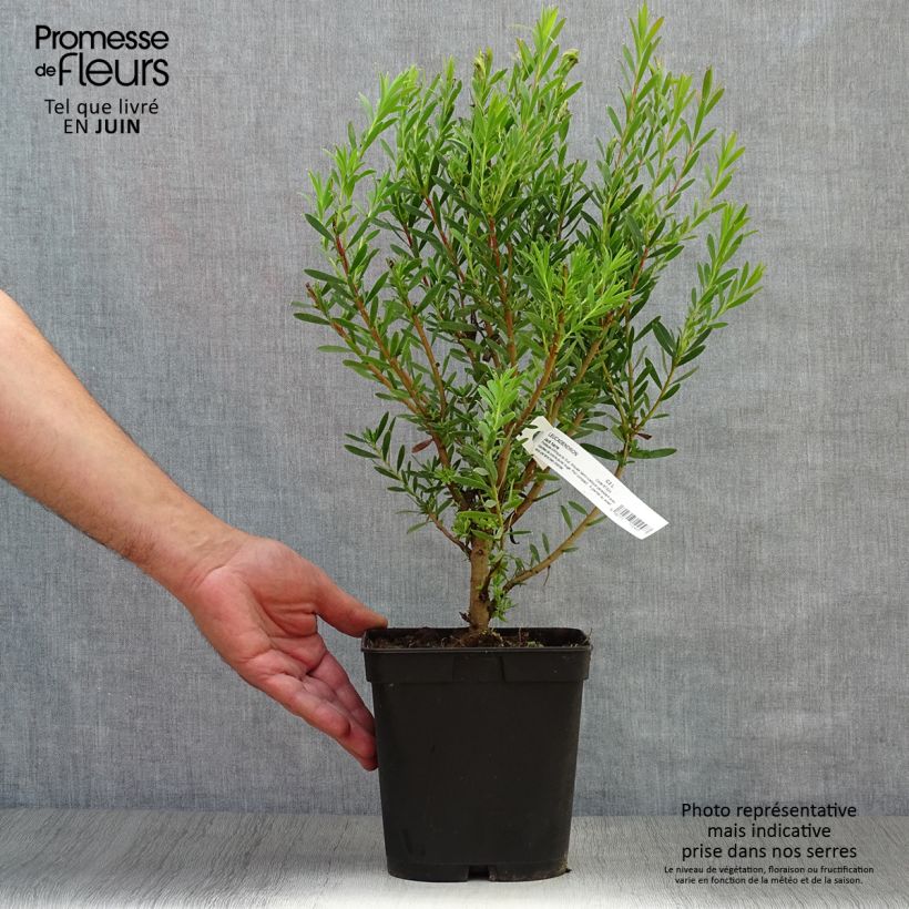 Ejemplar de Leucadendron Jack Harre Maceta 3L/4L entregado en verano