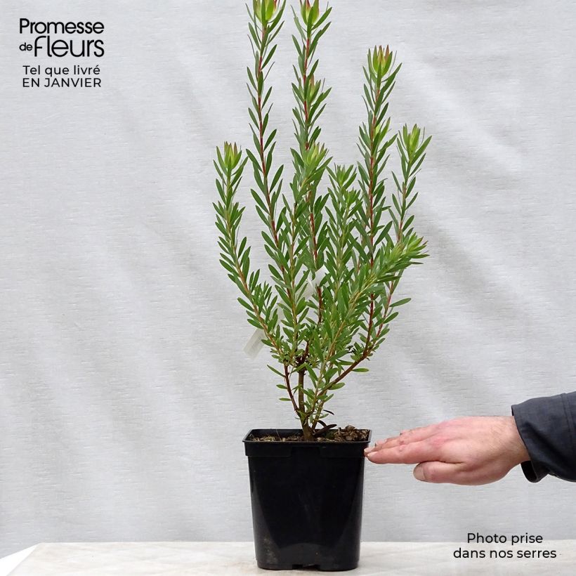 Leucadendron Jack Harre Maceta 3L/4L Ejemplar entregado en invierno