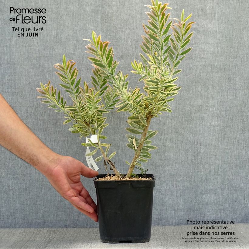 Ejemplar de Leucadendron Jester Maceta 3L/4L entregado en verano
