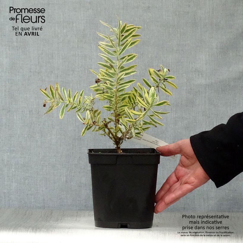 Leucadendron Jester Maceta 3L/4L Ejemplar entregado en la primavera