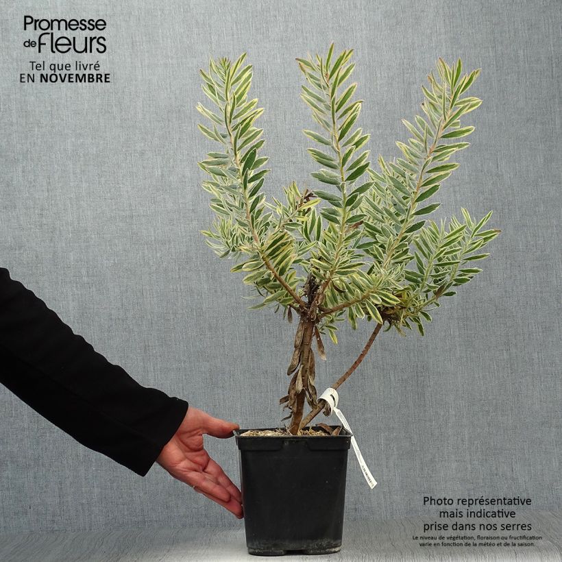 Ejemplar de Leucadendron Jester Maceta 3L/4L entregado en otoño