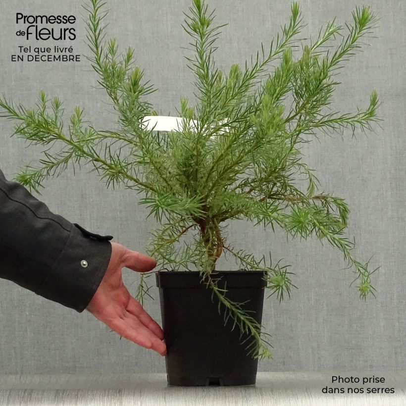 Leucadendron Jubilee Crown Maceta 3L/4L Ejemplar entregado en invierno