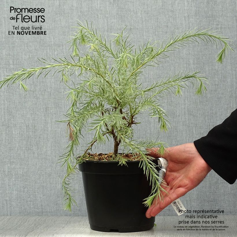 Ejemplar de Leucadendron Jubilee Crown Maceta 3L/4L entregado en otoño