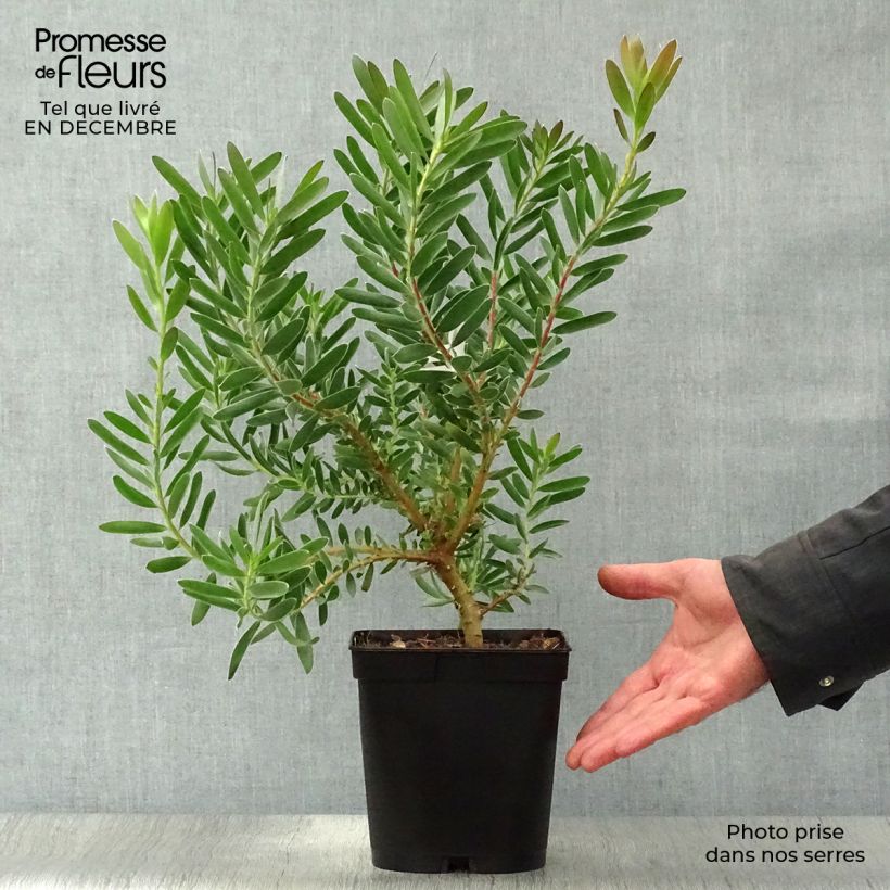 Leucadendron Safari Sunset Maceta 3L/4L Ejemplar entregado en invierno