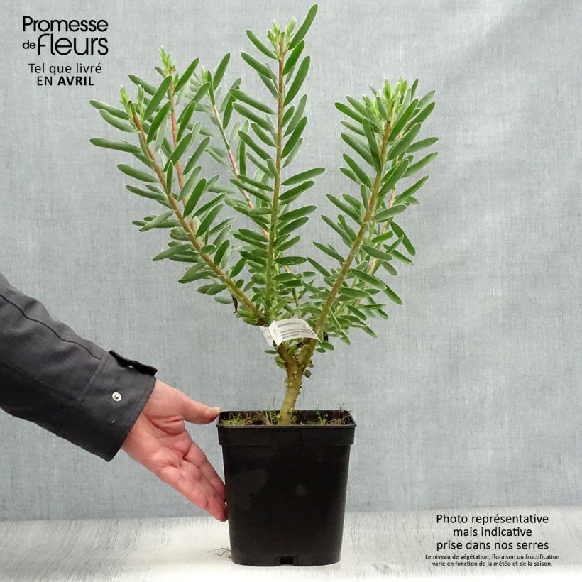 Leucadendron Safari Sunset Maceta 3L/4L Ejemplar entregado en la primavera