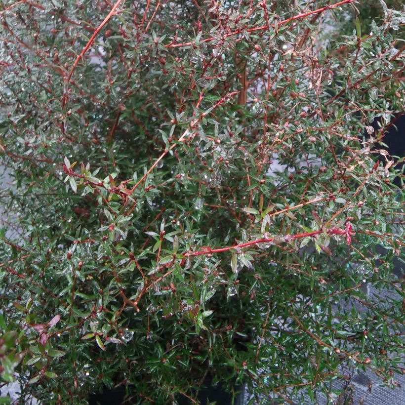 Leucadendron Sundance (Follaje)