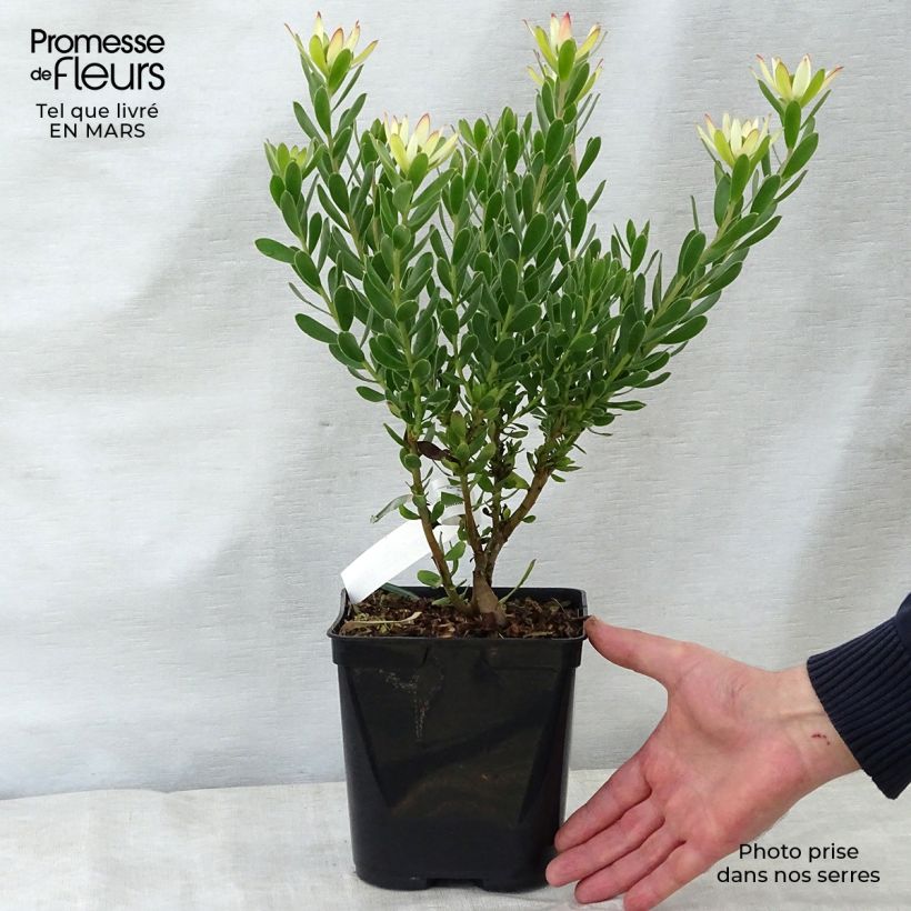Leucadendron Sundance Maceta 3L/4L Ejemplar entregado en la primavera