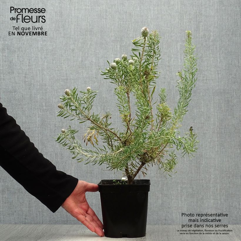 Ejemplar de Leucadendron galpinii Purple Haze Maceta 3L/4L entregado en otoño