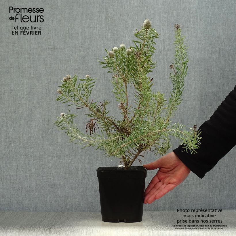 Leucadendron galpinii Purple Haze Maceta 3L/4L Ejemplar entregado en invierno