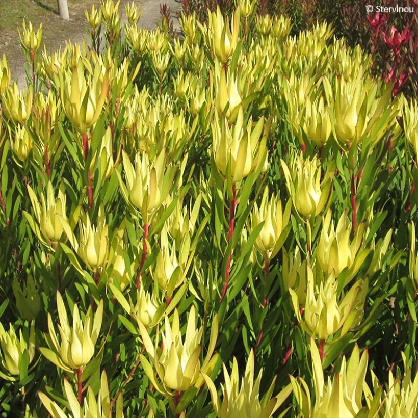 Leucadendron Inca Gold (Follaje)