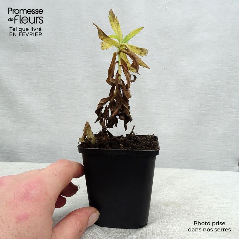 Leucanthemella serotina Maceta de 8/9 cm Ejemplar entregado en invierno