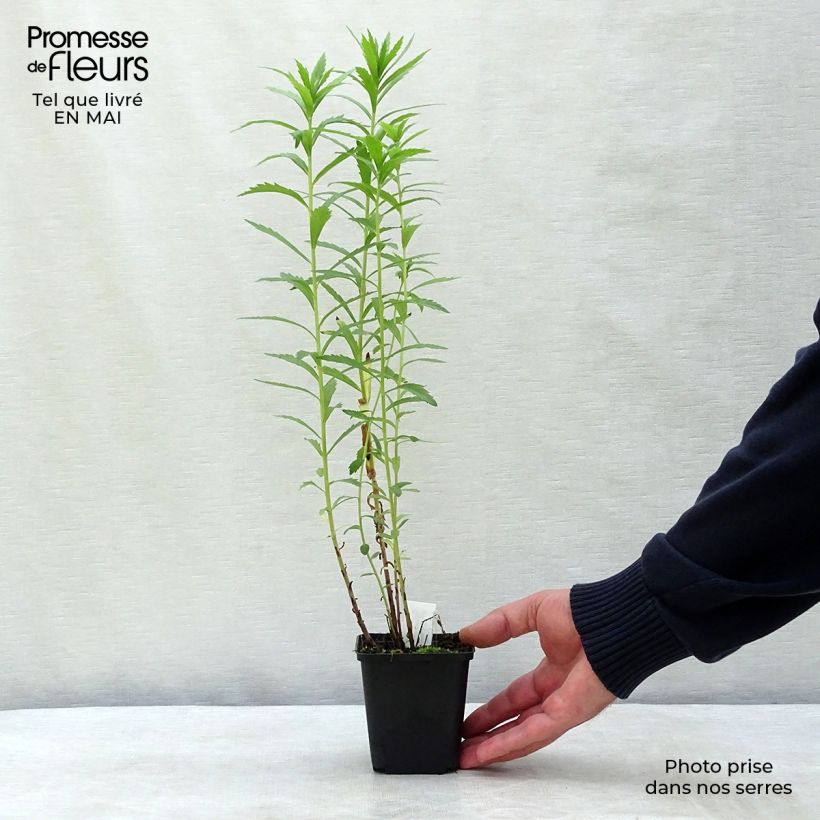 Leucanthemella serotina Maceta de 8/9 cm Ejemplar entregado en la primavera