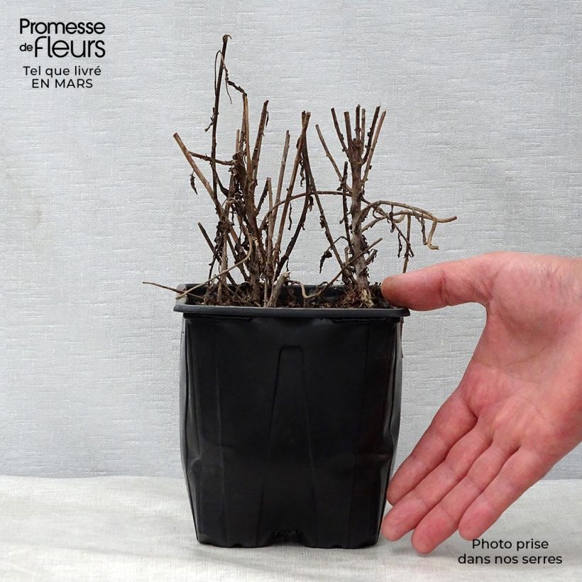 Leucanthemella serotina Maceta 2L/3L Ejemplar entregado en la primavera