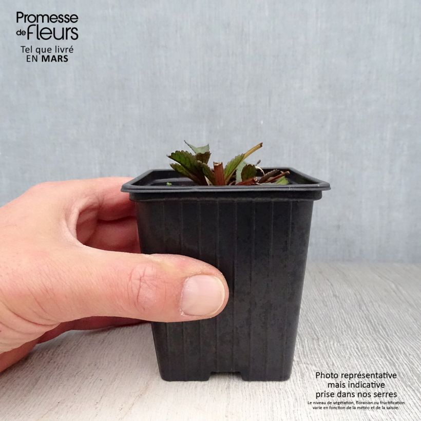 Leucanthemum Aglaia - Margarita mayor Maceta de 7/8 cm Ejemplar entregado en la primavera