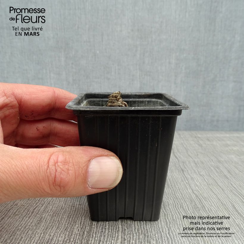 Margarita Reina Banana Cream - Leucanthemum superbum Maceta de 7/8 cm Ejemplar entregado en la primavera