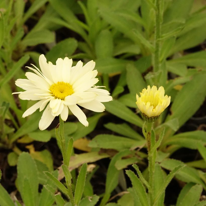 Margarita Reina Banana Cream - Leucanthemum superbum (Floración)