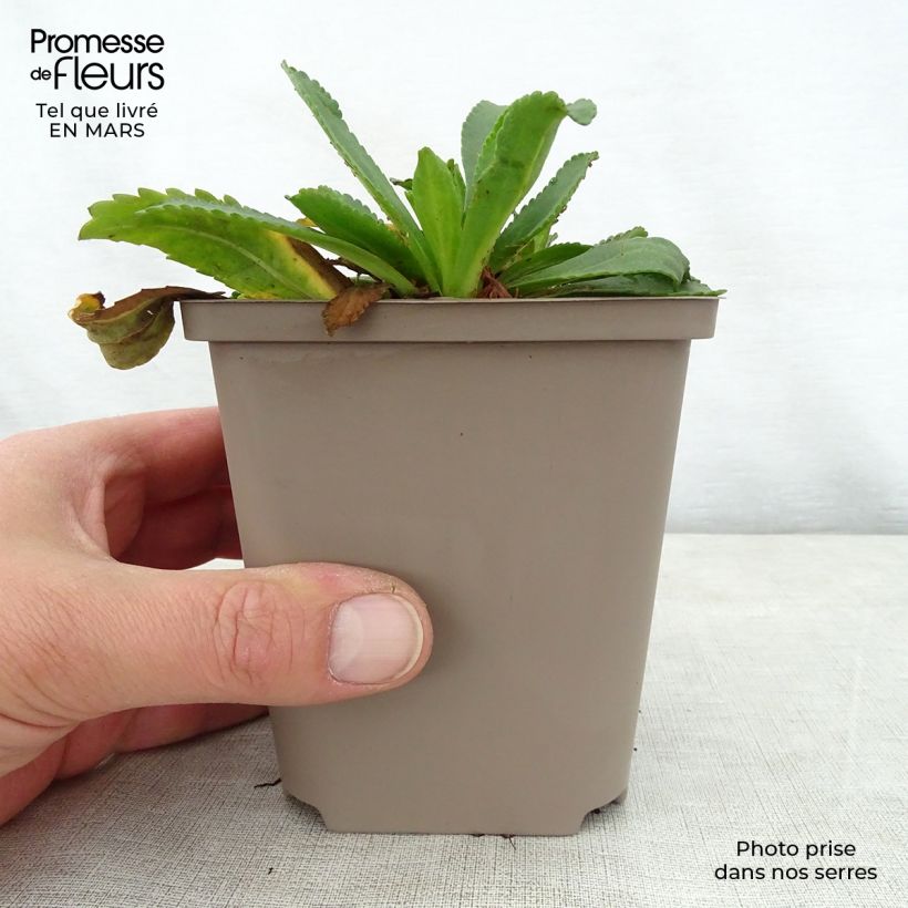 Margarita Reina Kings Crown - Leucanthemum superbum Maceta de 8/9 cm Ejemplar entregado en la primavera