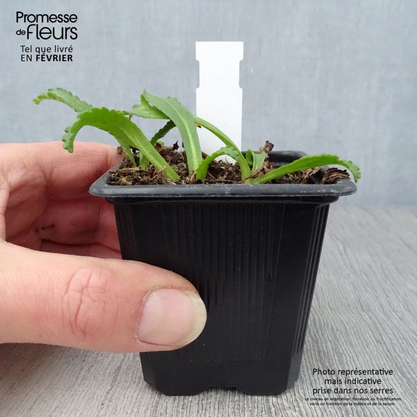 Margarita Reina Kings Crown - Leucanthemum superbum Maceta de 8/9 cm Ejemplar entregado en invierno