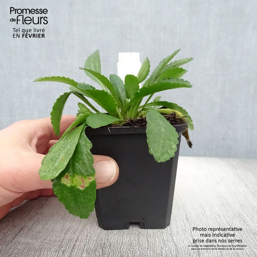 Margarita Reina Polaris - Leucanthemum superbum Maceta de 8/9 cm Ejemplar entregado en invierno